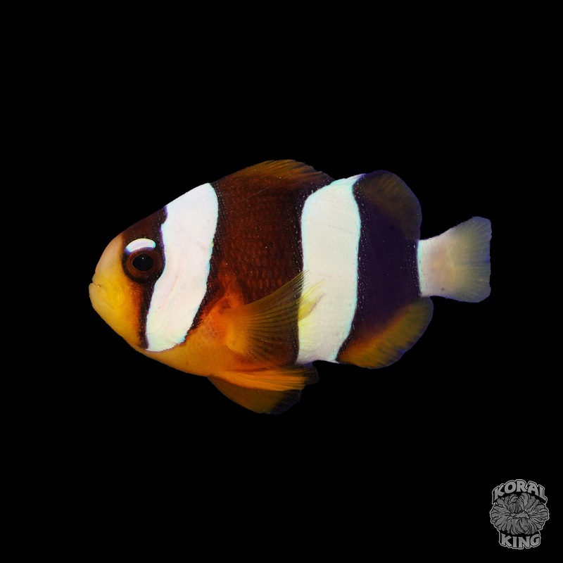 Pearl Eye Clown