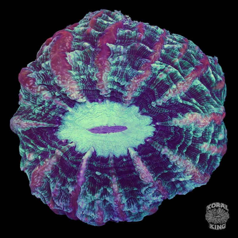 Permafrost Indophyllia