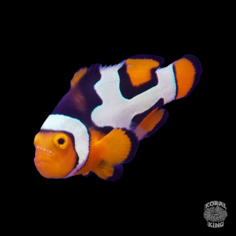 Premium Nebula Picasso Clownfish