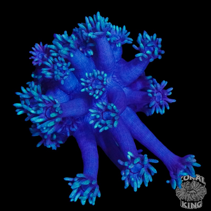 Purple Goni Frag (WYSIWYG) (Auction)