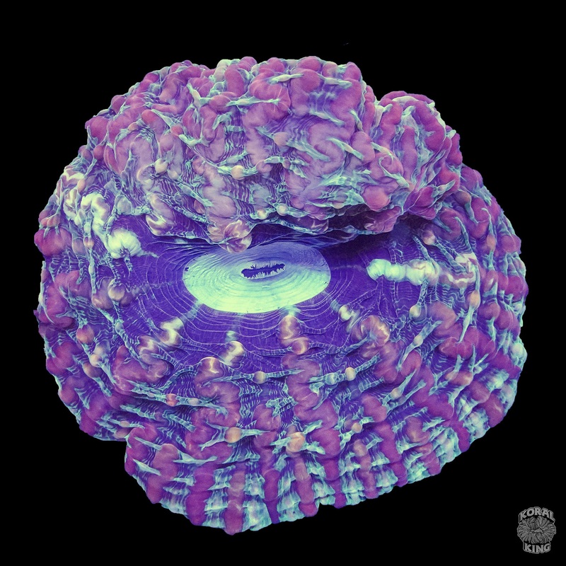 Purple Haze Indophyllia