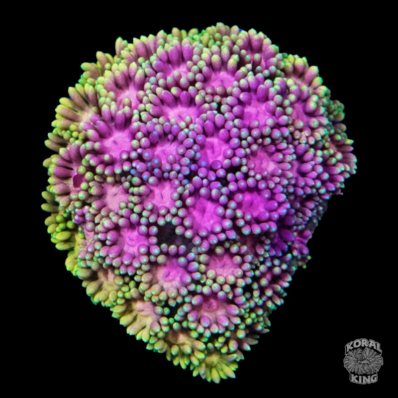 Purple Heart Goni