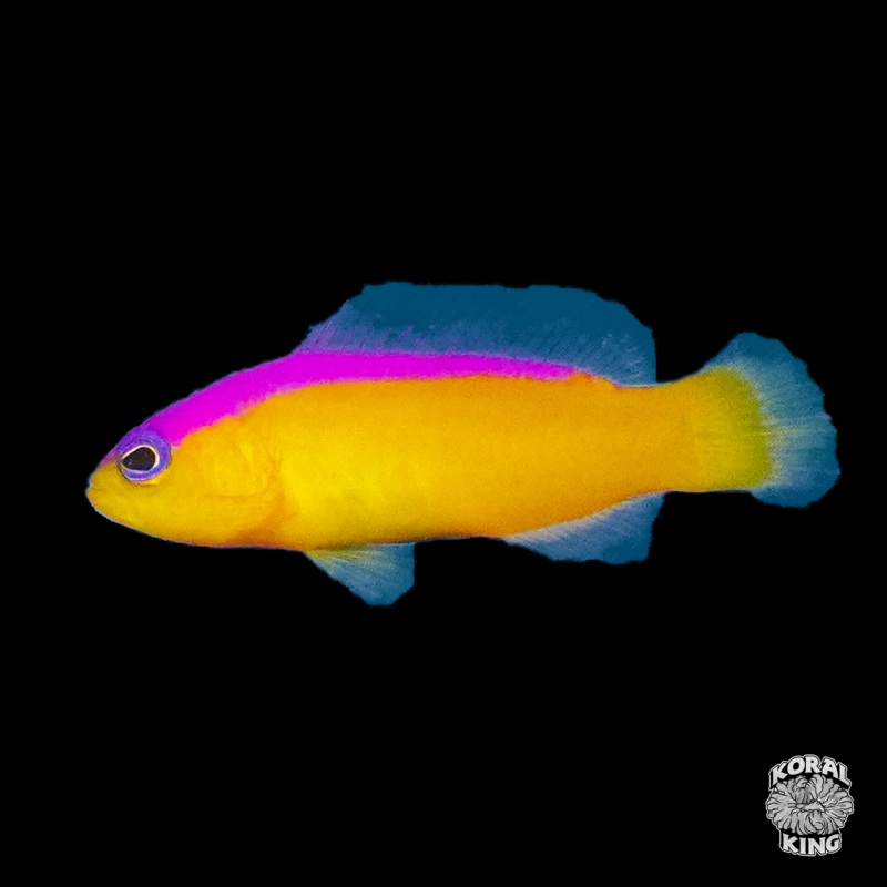 Purple Stripe Dottyback