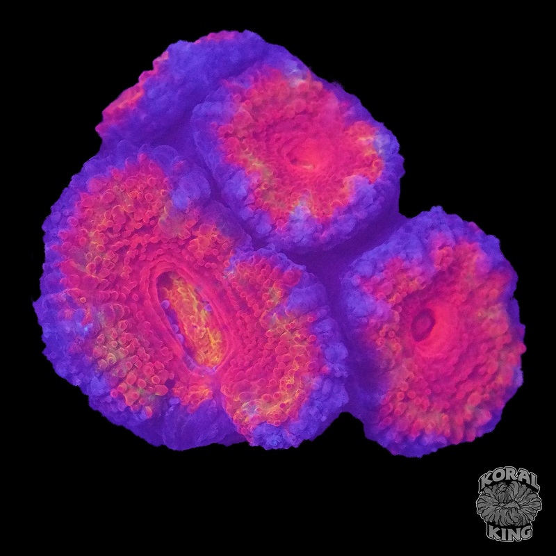 Rainbow Acantho Frag (WYSIWYG)