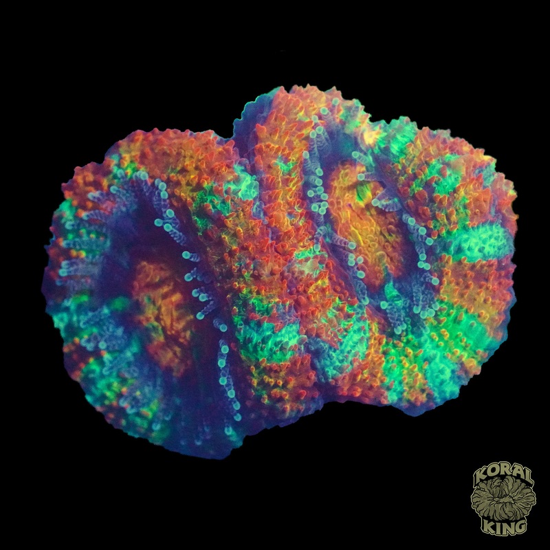 Rainbow Aussie Lord Frag
