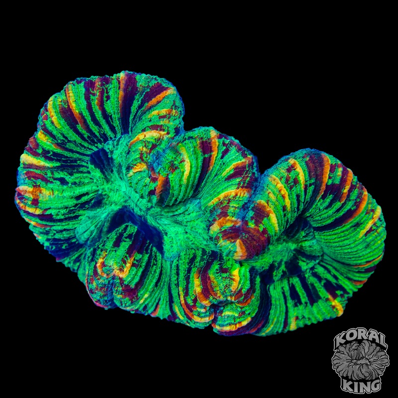 Rainbow Baby Trachy