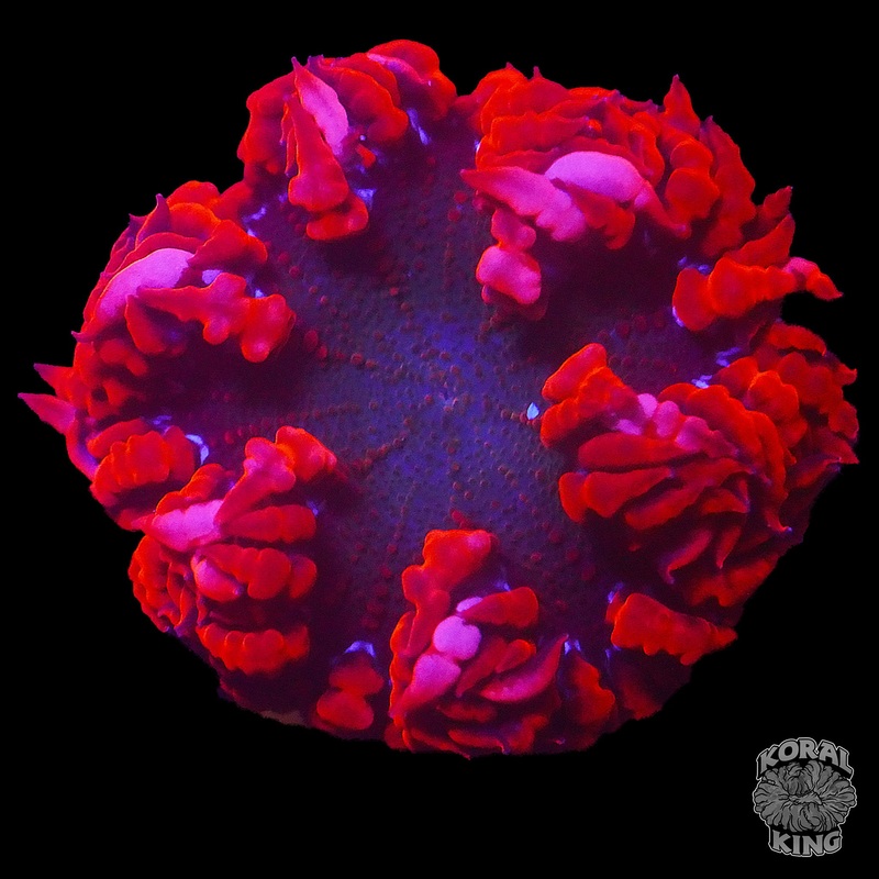 Red Ruby Rock Flower