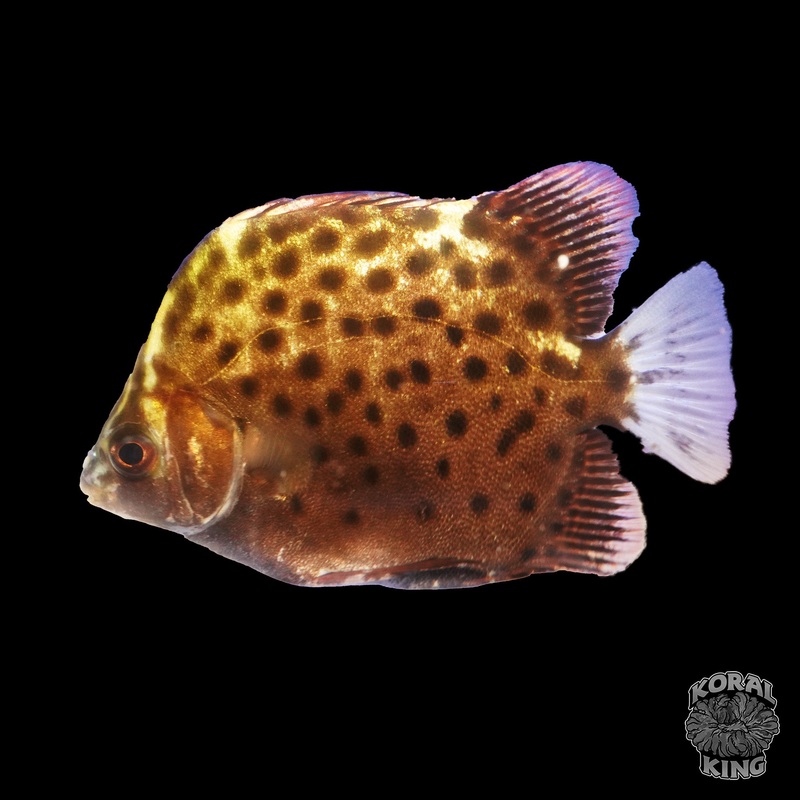 Red Scat Fish