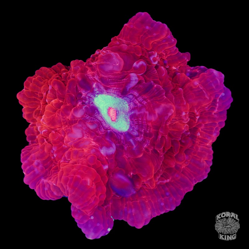 Redrum Indophyllia