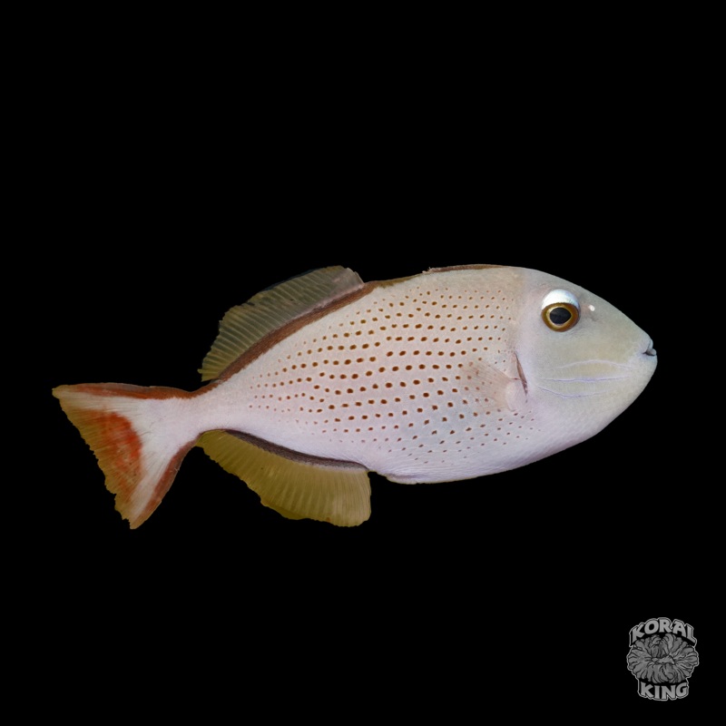 Redtail Trigger