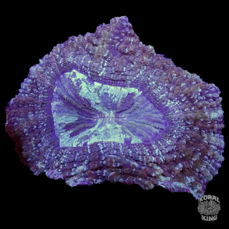 Rugrat Acantho