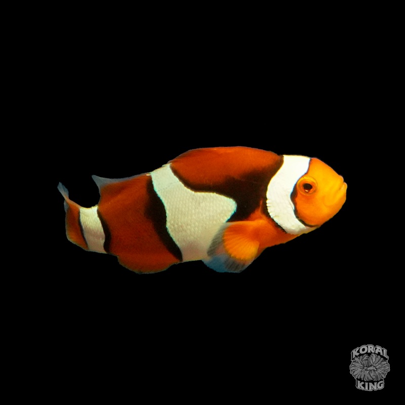 Semi Onyx Clownfish