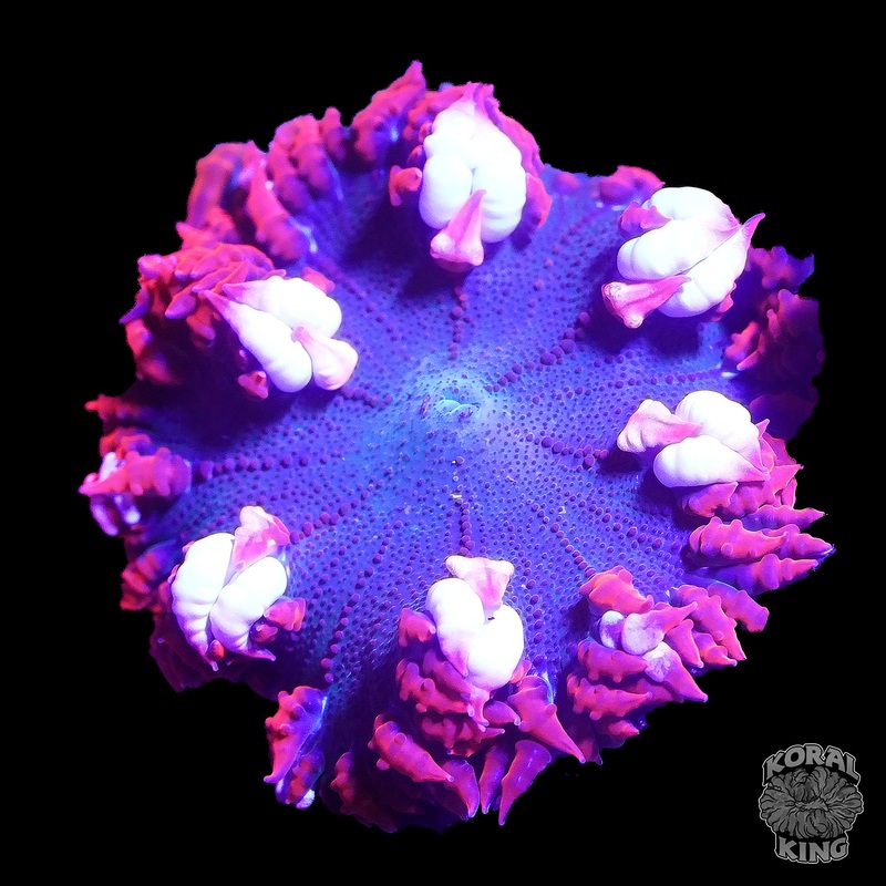 Shrimp Petal Rock Flower