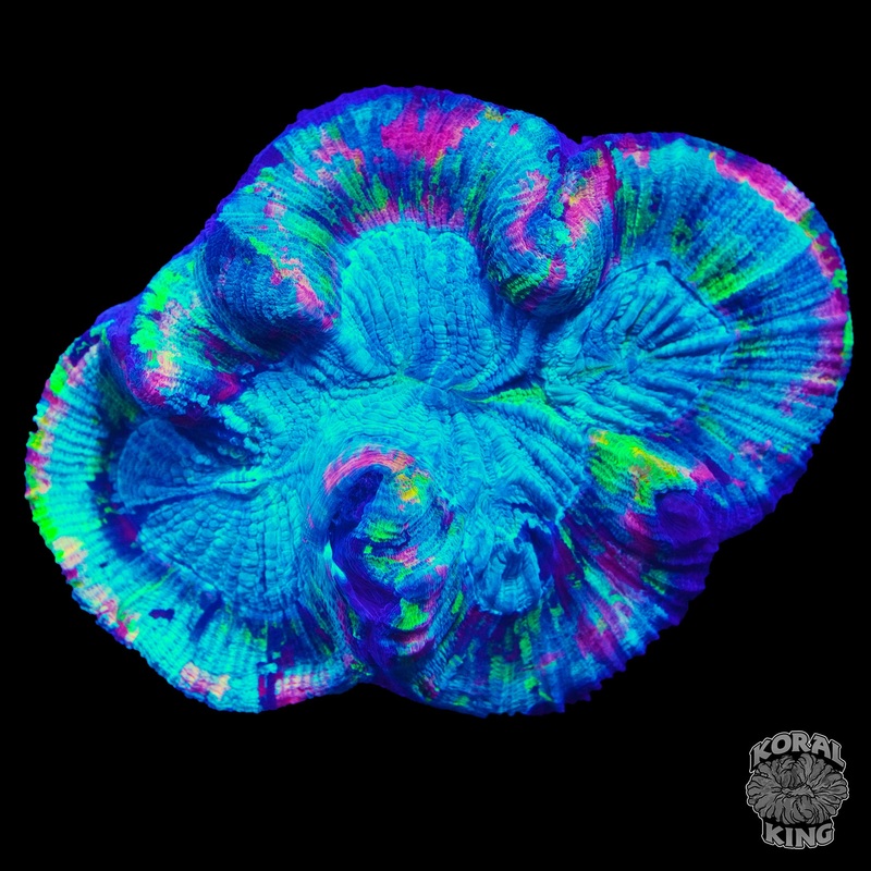Splatter Trachy