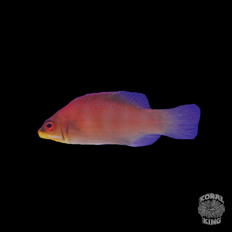 Striated Scarlet Wrasse