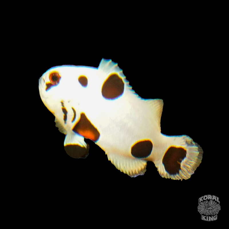 Super Storm Clownfish