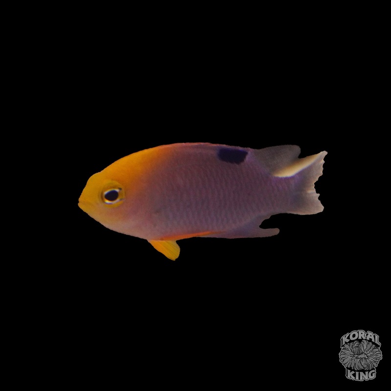 Talbot's Damsel