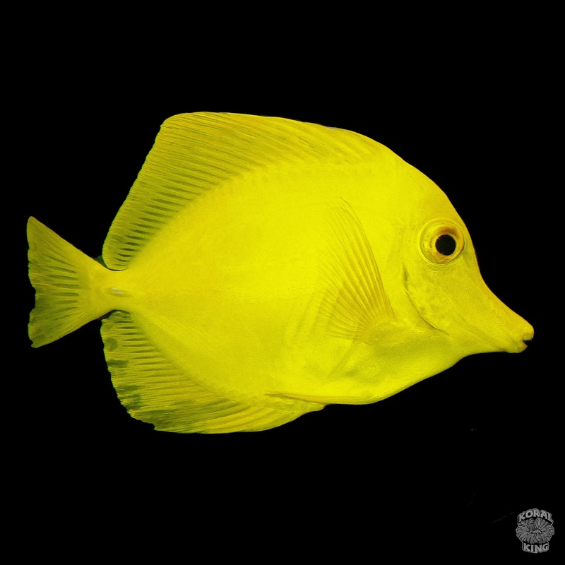 Yellow Tang (Wild)
