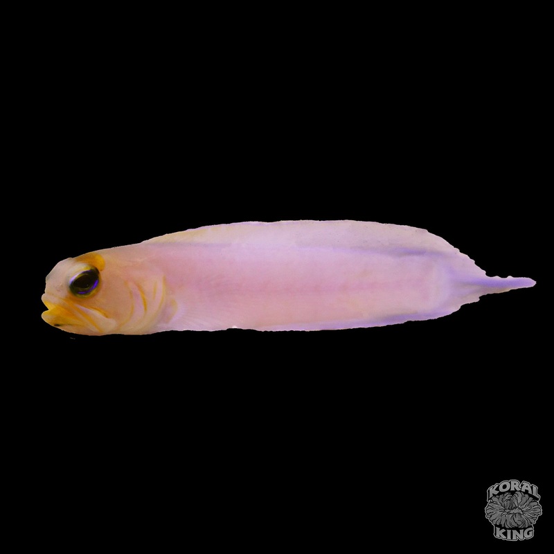 Yellowhead Jawfish