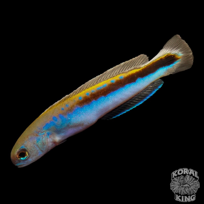 Baby Oreni Tilefish