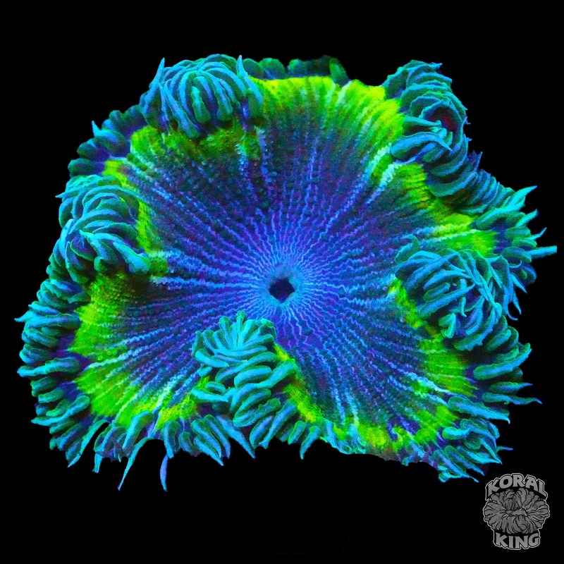 Belize Rock Flower