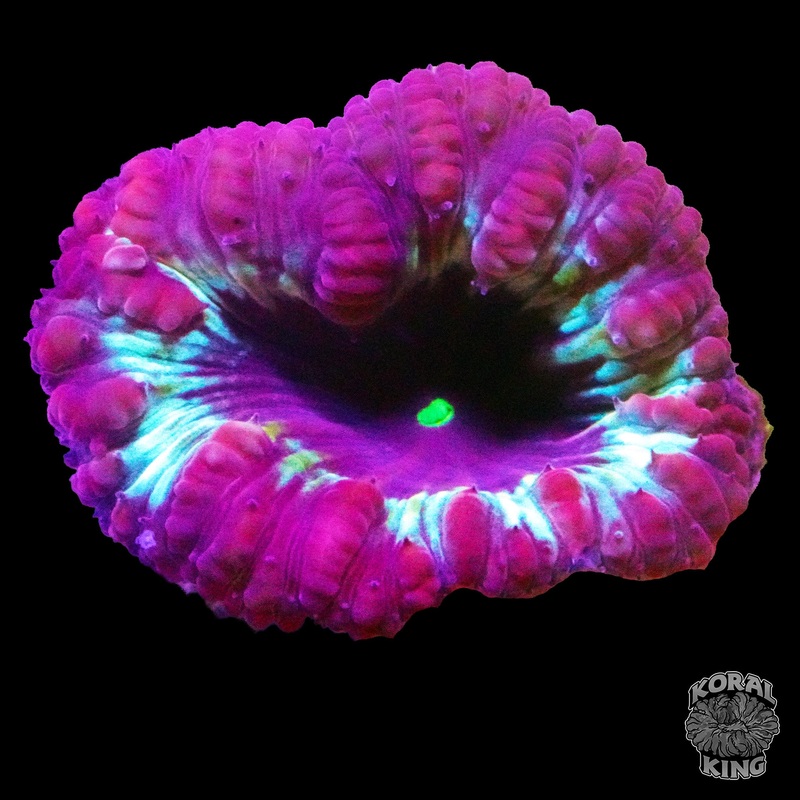 Blasto Frag (WYSIWYG)