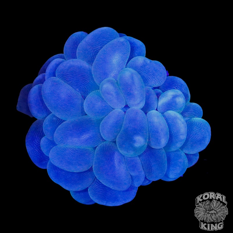 Blue Bubble