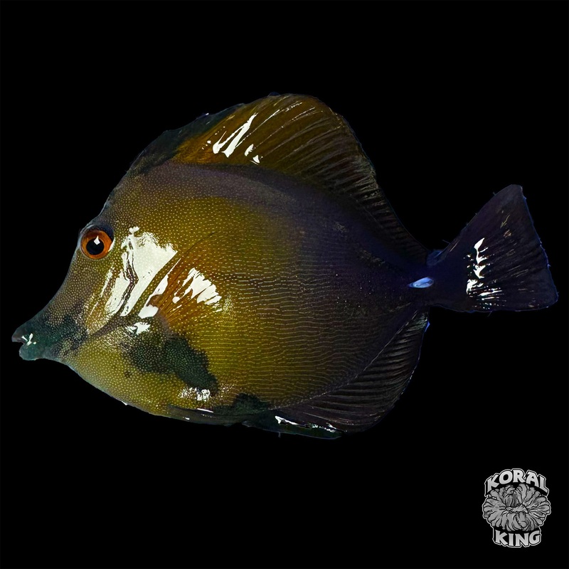 Blue Face Koi Tang