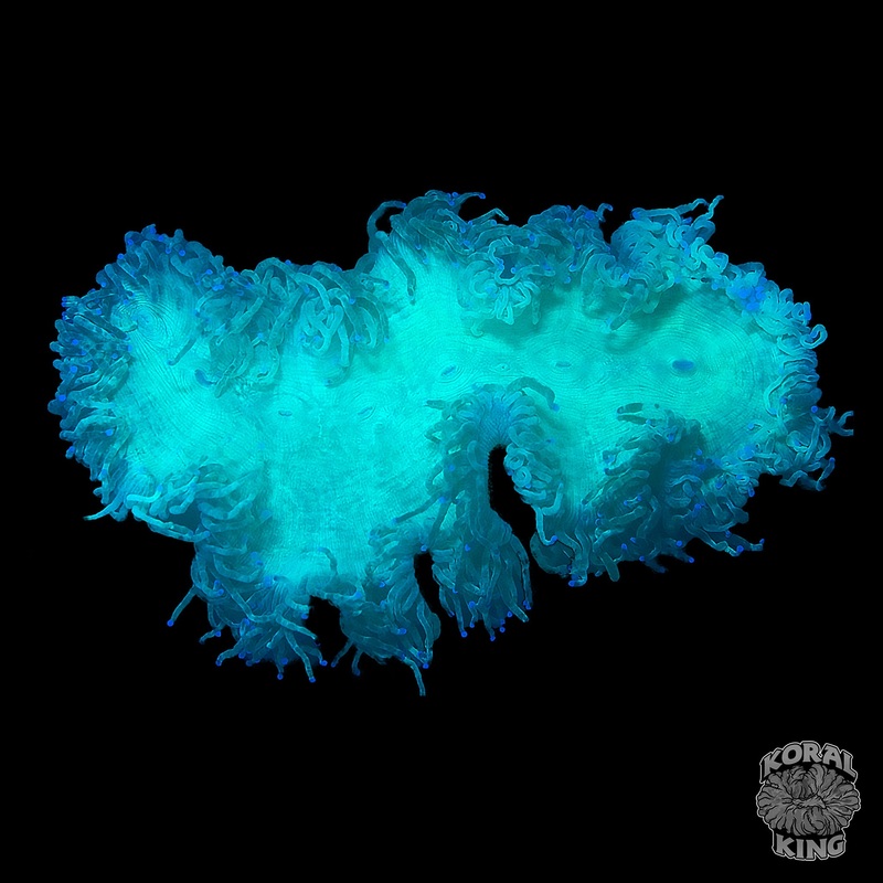 Blue Tip Elegance XL
