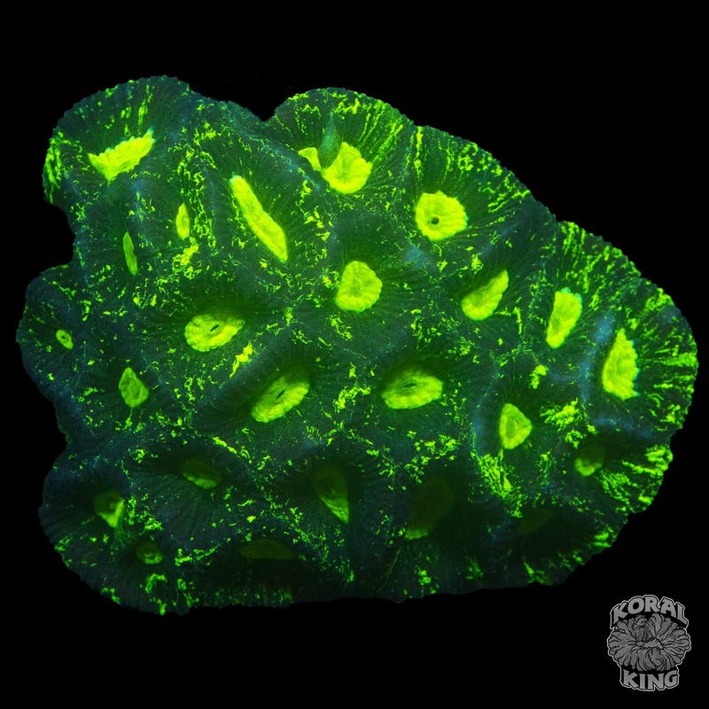 *BRIGHT* Green Lantern Goniastrea Frag