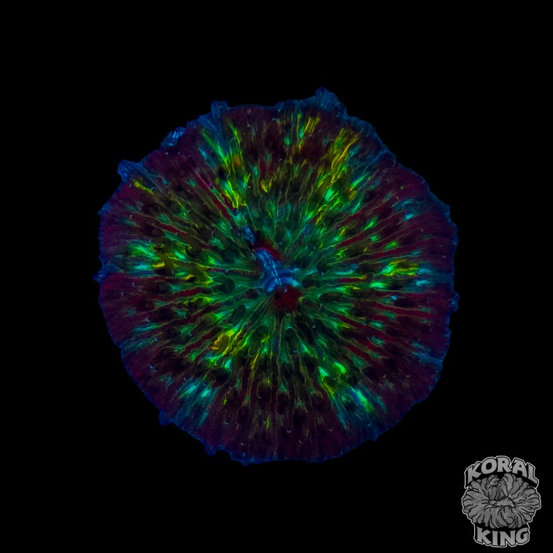 Cosmic Blaze Plate
