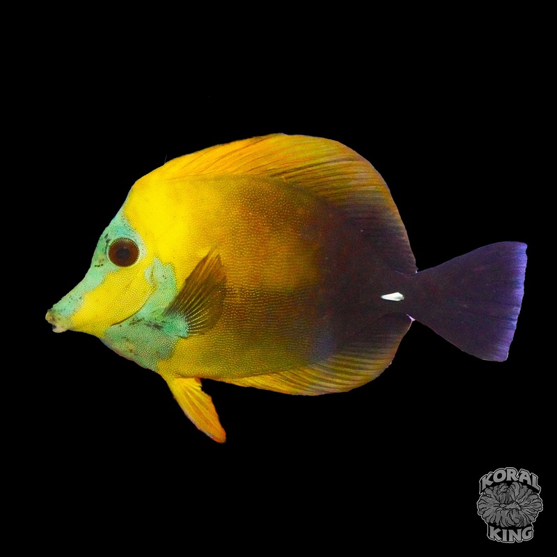 Crazy Blue Face Koi Tang
