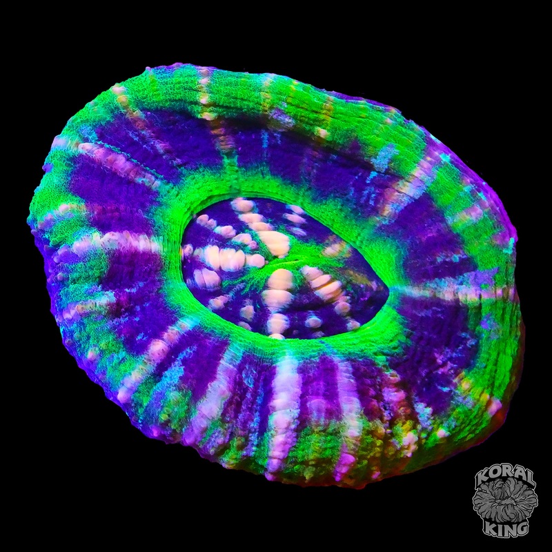 Crazy UFO Scoly