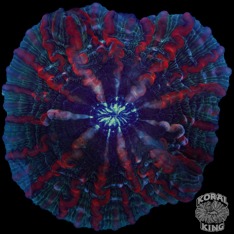 Crimson Nebula Indophyllia