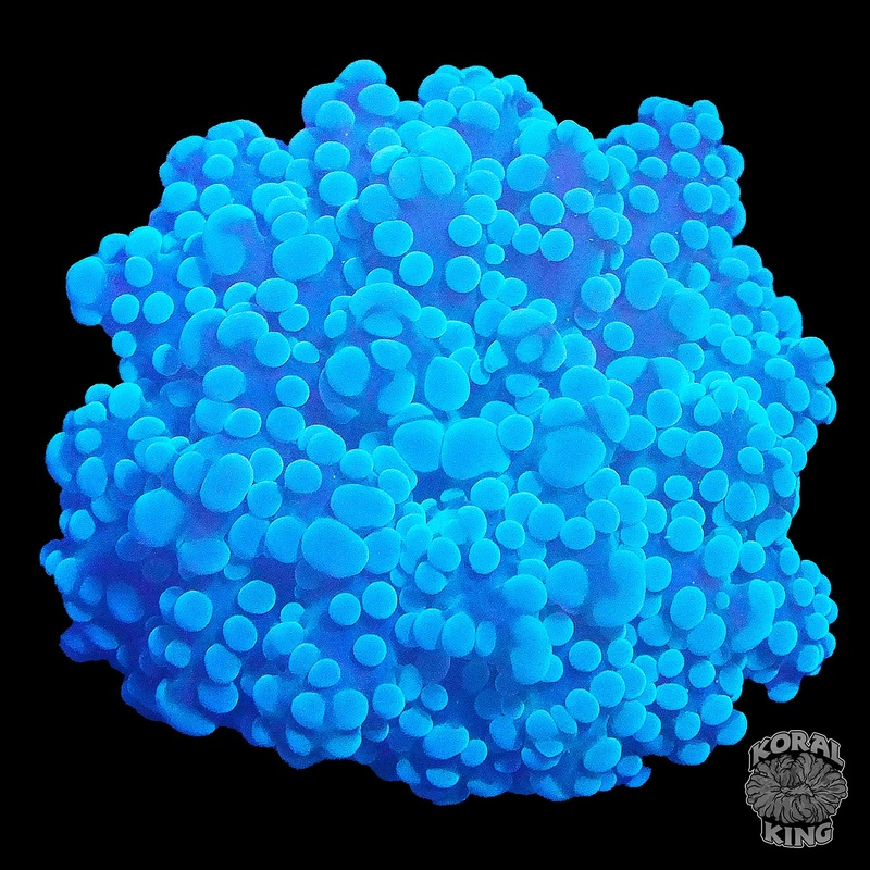 Cyan Octospawn