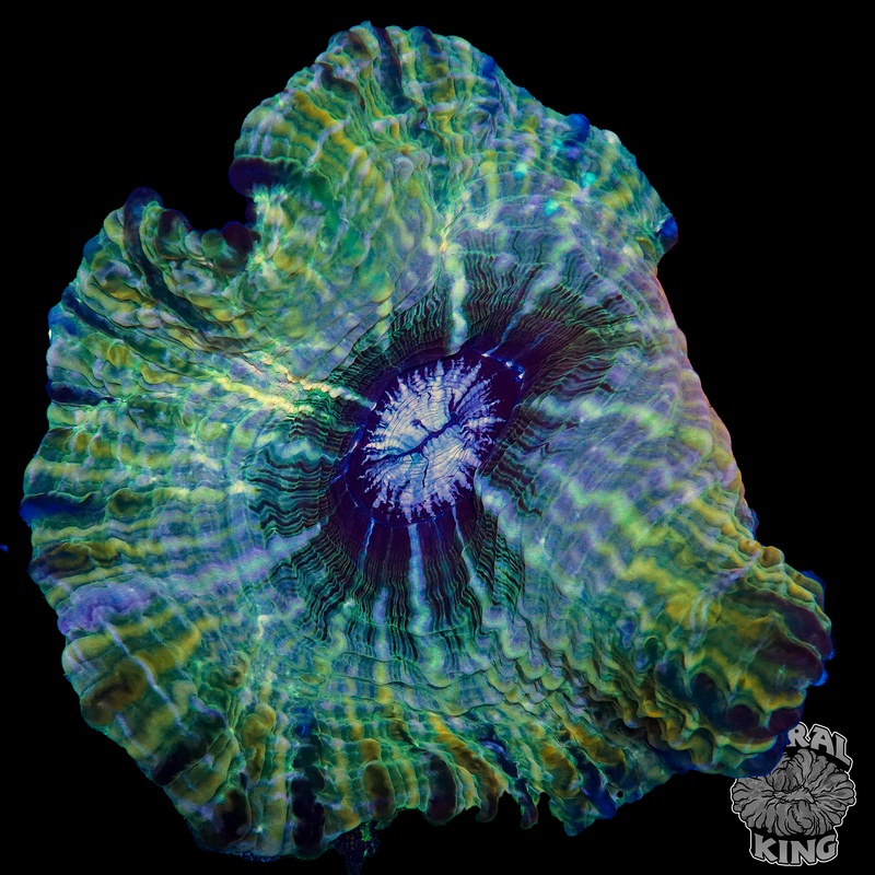 Emerald Vortex Indophyllia