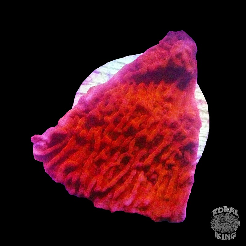 Firecracker Montipora