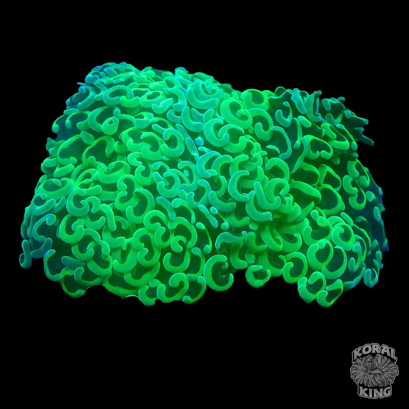 Green Wall Hammer Colony