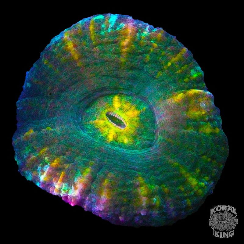 Hologram Scoly