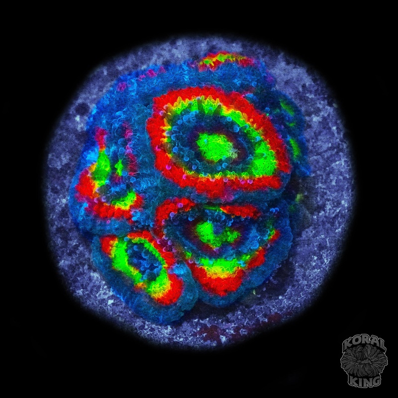 Holy Grail Micromusa
