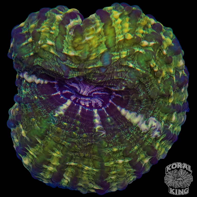 Hulk's Heart Indophyllia