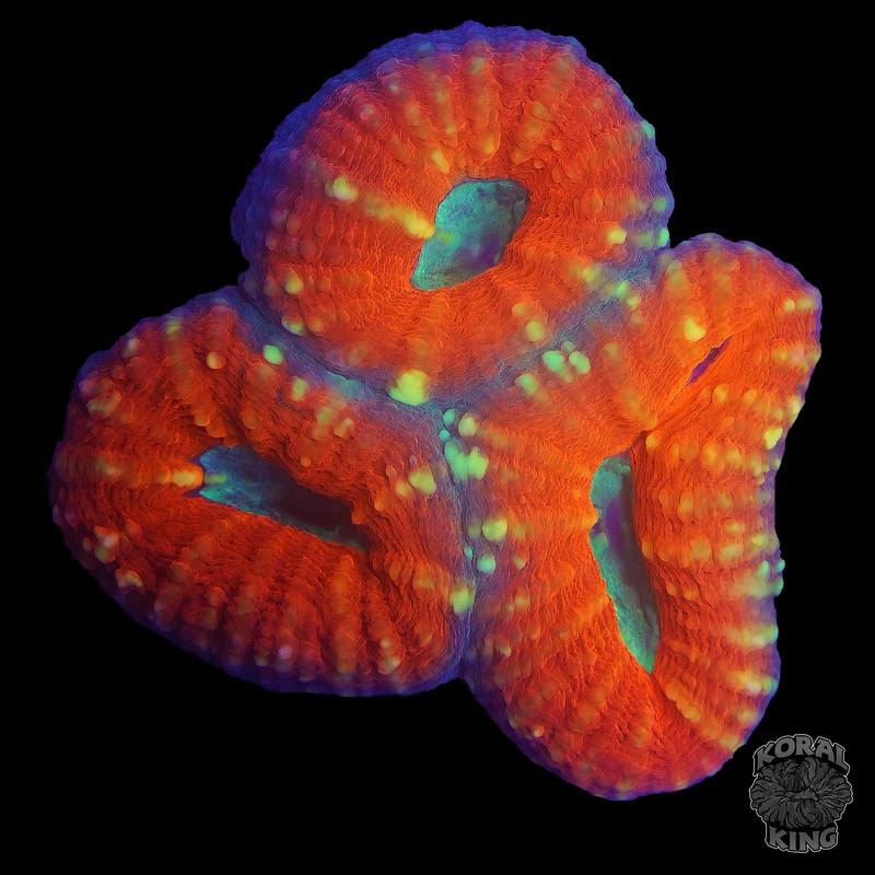 Jack-O-Lantern Lobophyllia