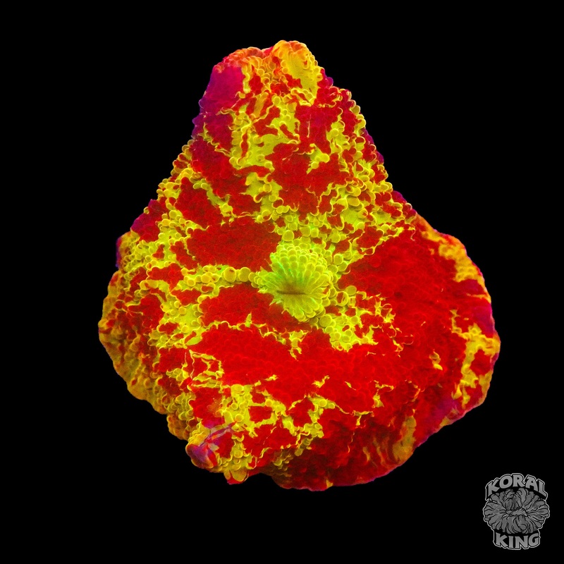Jawbreaker Mushroom