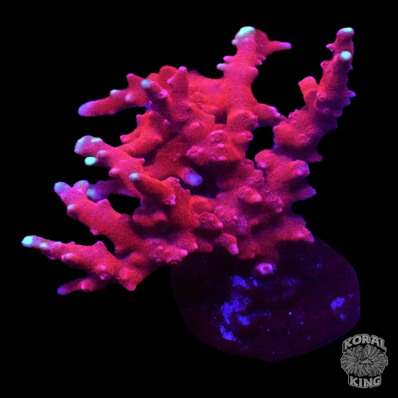JF TNT Anacropora