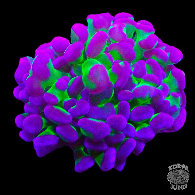 Joker Frogspawn Frag