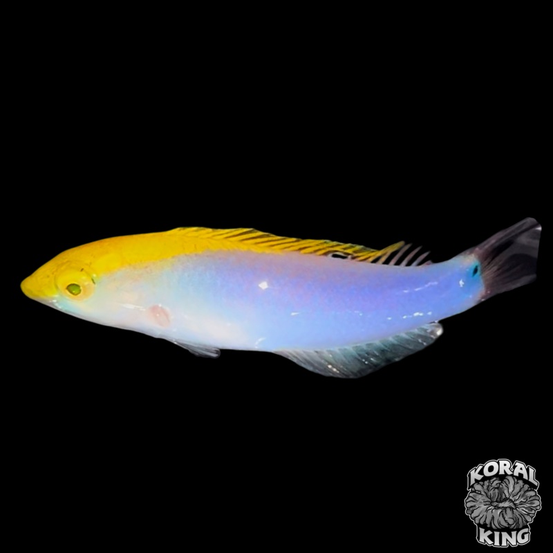 Lightning Wrasse