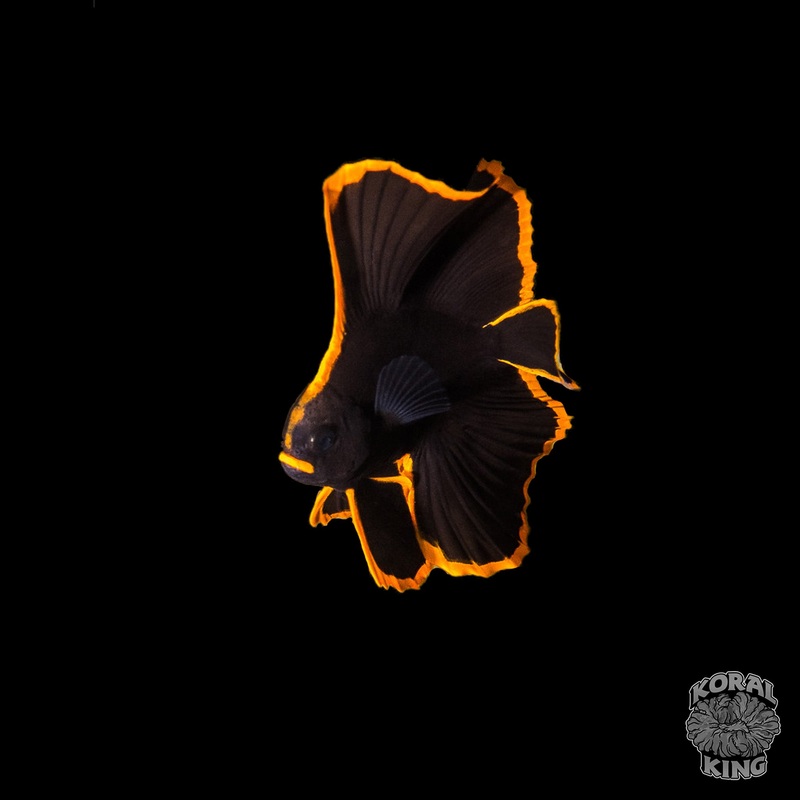 Long Finned Batfish