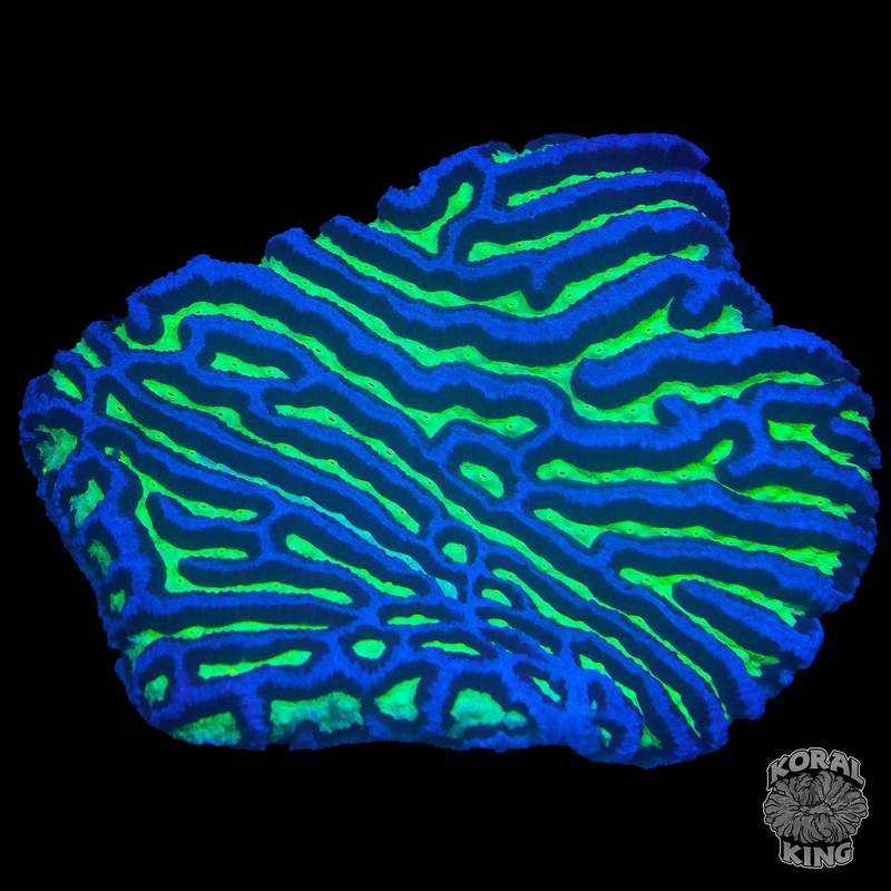Maze Plate