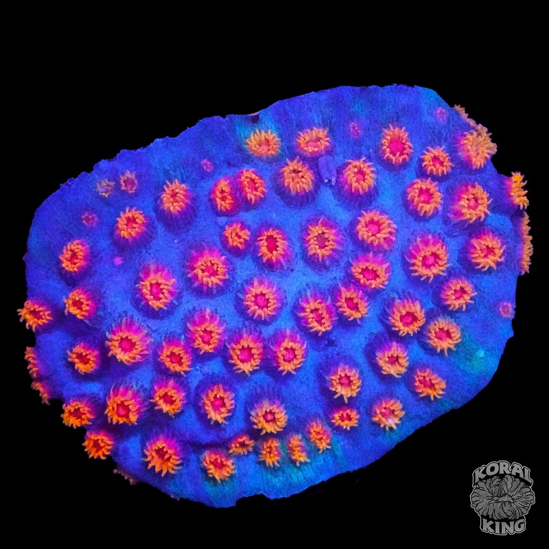 Meteor Shower Cyphastrea Frag
