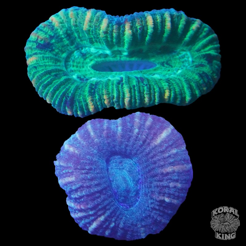 Mini Trachy Pair